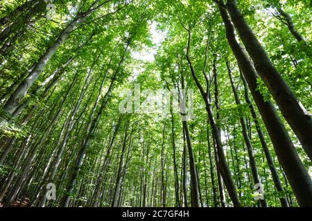 Hohe Bäume im Buchenwald im Nationalpark Jasmund, Rügen, Deutschland, Teil des UNESCO-Weltkulturerbes `Alte und uralte Buchenwälder`. Stockfoto